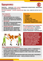 Бруцеллез Бруцеллез.